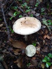 Amanita australis