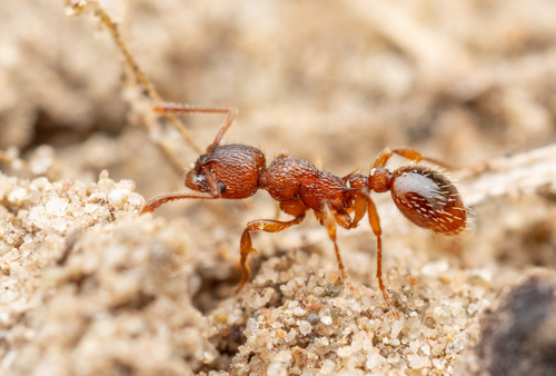 Myrmica specioides