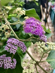 Callicarpa nudiflora