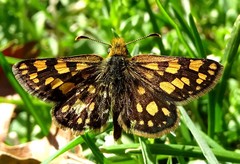 Carterocephalus skada