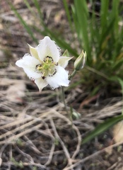 Calochortus lyallii