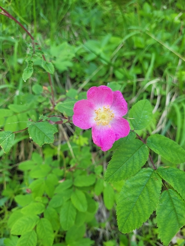 Rose (Hybrid Tea Rose) plant photo (Rosa hybrida)