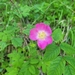 Rosier (Rosa hybrida) — photo 1