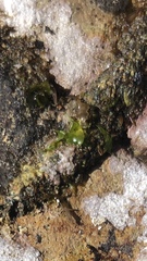 Ulva californica