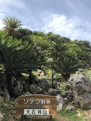 Cycas revoluta