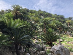 Cycas revoluta