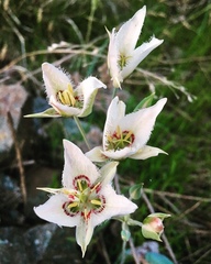 Calochortus lyallii
