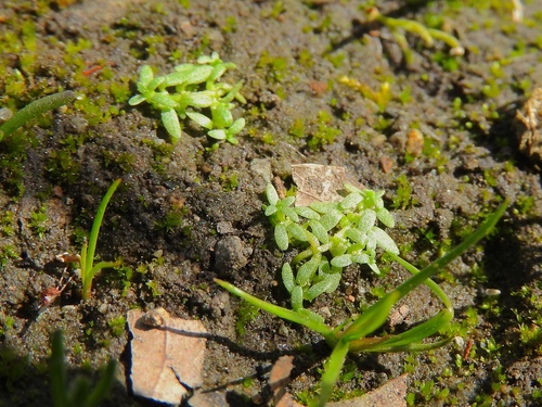 Callitriche terrestris iNat (3)
