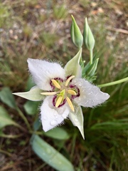 Calochortus lyallii