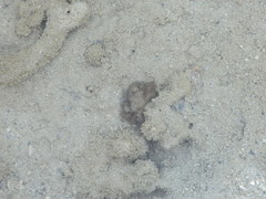 Pilumnus vespertilio