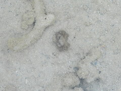 Pilumnus vespertilio