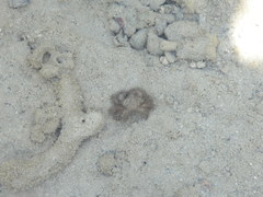 Pilumnus vespertilio