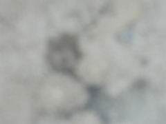 Pilumnus vespertilio