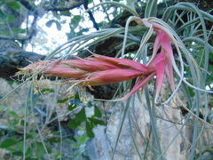 Tillandsia erubescens