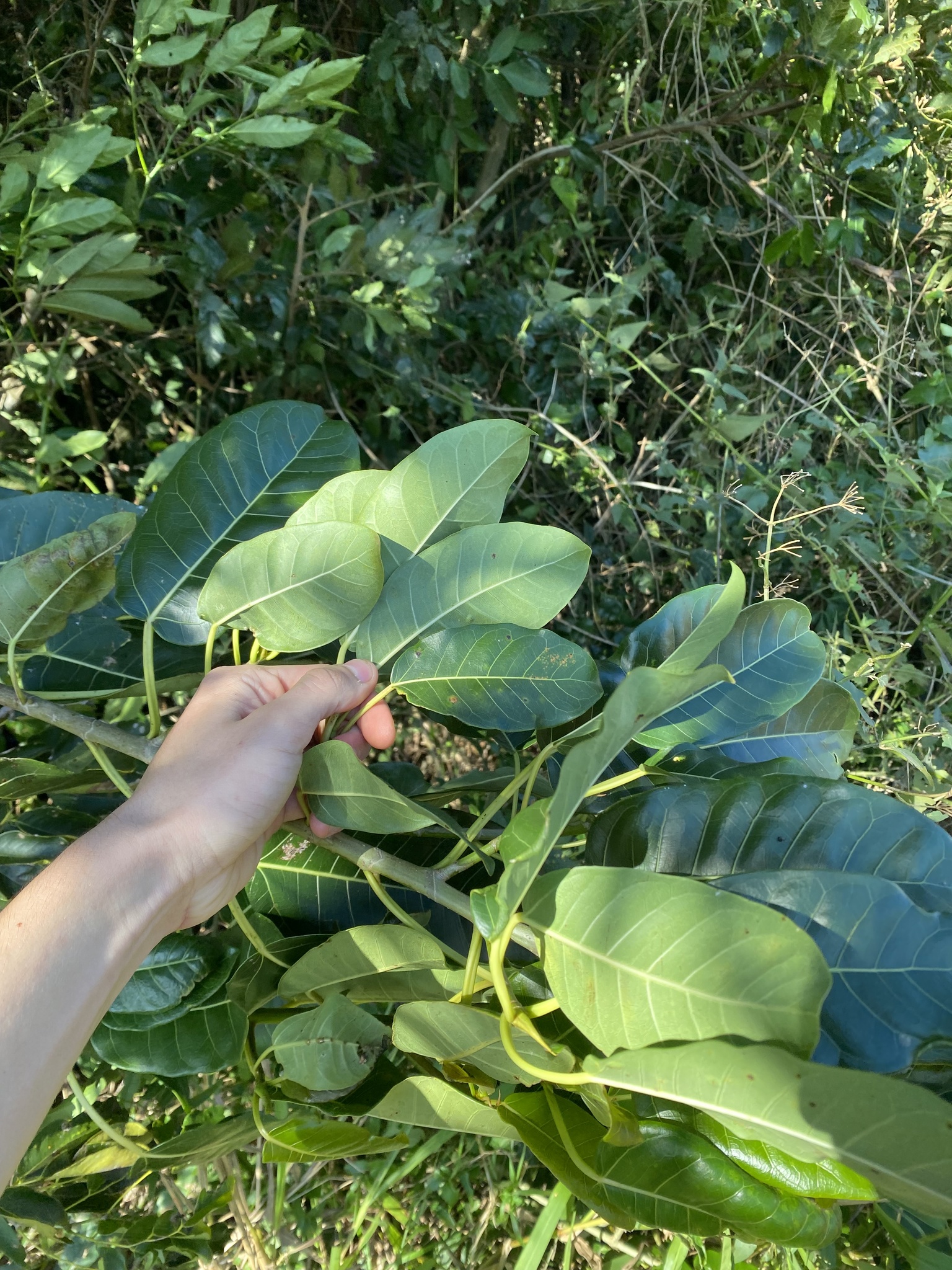 Ficus luschnathiana