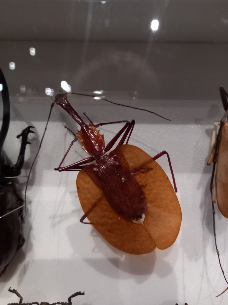 Violin Beetles from Museum of Brisbane on January 13, 2024 at 12:15 PM ...