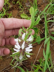 Monarda clinopodioides