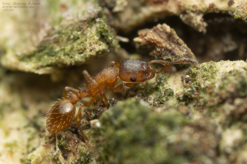 Leptothorax gredleriLeptothorax gredleri