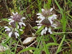 Monarda clinopodioides