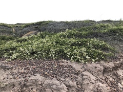 Adenostoma fasciculatum prostratum