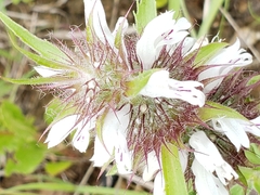 Monarda clinopodioides