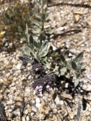 Eriodictyon traskiae