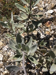 Eriodictyon traskiae