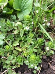 Veronica serpyllifolia serpyllifolia