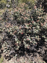Arctostaphylos luciana