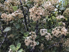 Ceanothus perplexans