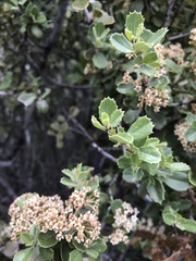 Ceanothus perplexans