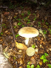 Amanita australis