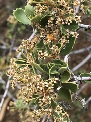 Ceanothus perplexans