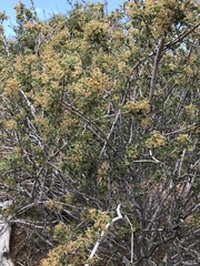 Ceanothus perplexans