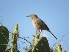 Toxostoma curvirostre