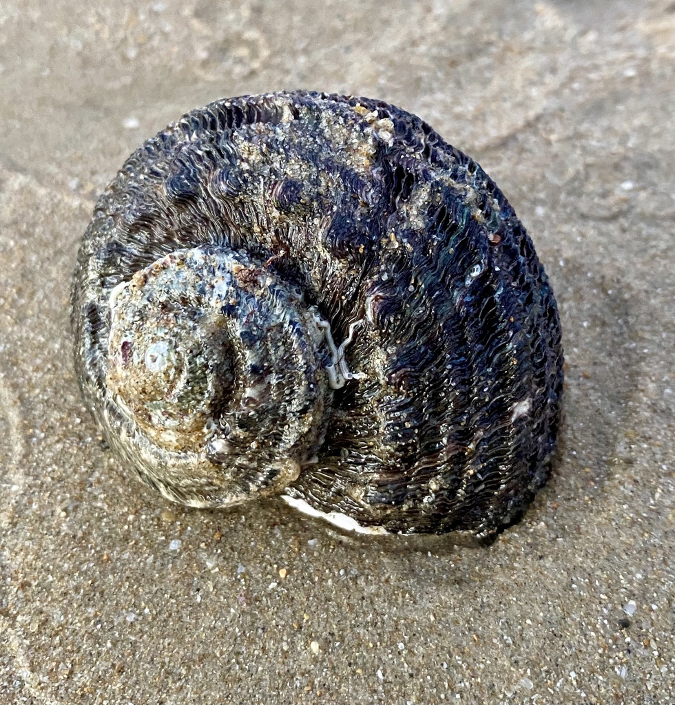Sharp Turban Shell Rough turban shell from Corindi Beach, NSW, AU on May 29, 2024 at 06:27 ...