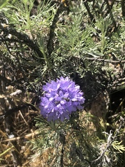Gilia achilleifolia