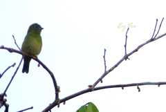 Tersina viridis