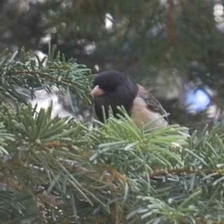 iNaturalist observation photo of Dark-eyed Junco