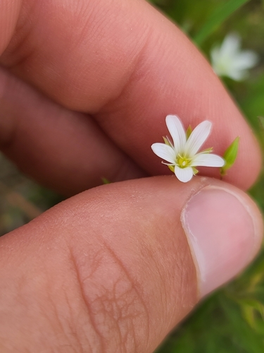 Image of Sabulina michauxii by no rights reserved
