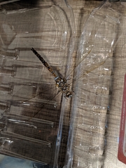 Aeshnidae