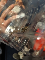 Aeshnidae