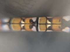 Aeshnidae