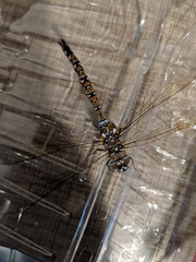 Aeshnidae