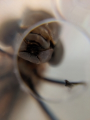 Aeshnidae