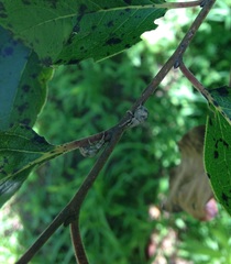 Pseudocneorhinus bifasciatus