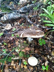 Amanita nothofagi