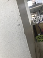 Camponotus pennsylvanicus
