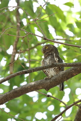 Glaucidium radiatum