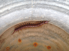 Scolopendra alternans